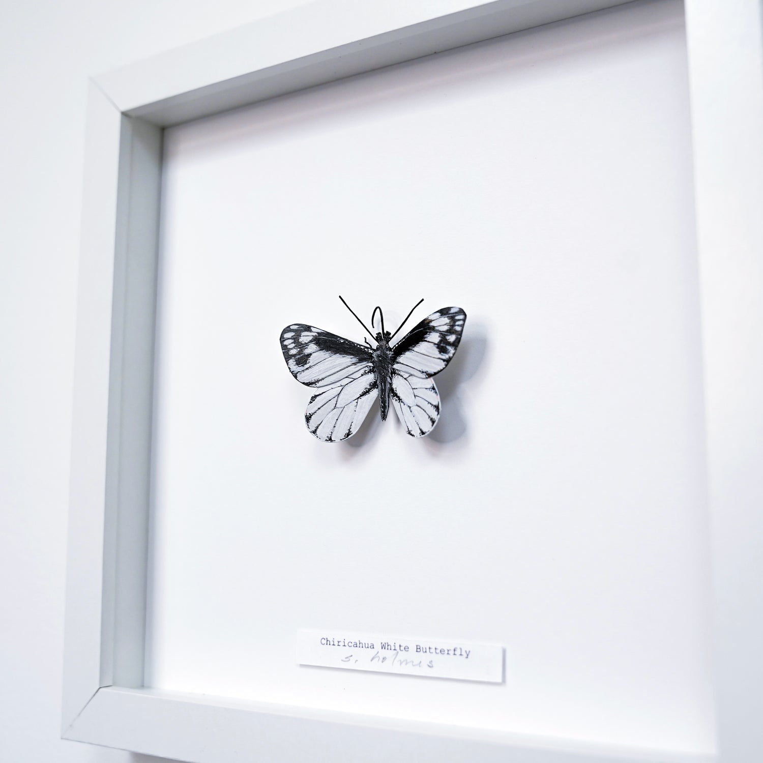 Framed black and white  Chiricahua White Butterfly on a white background