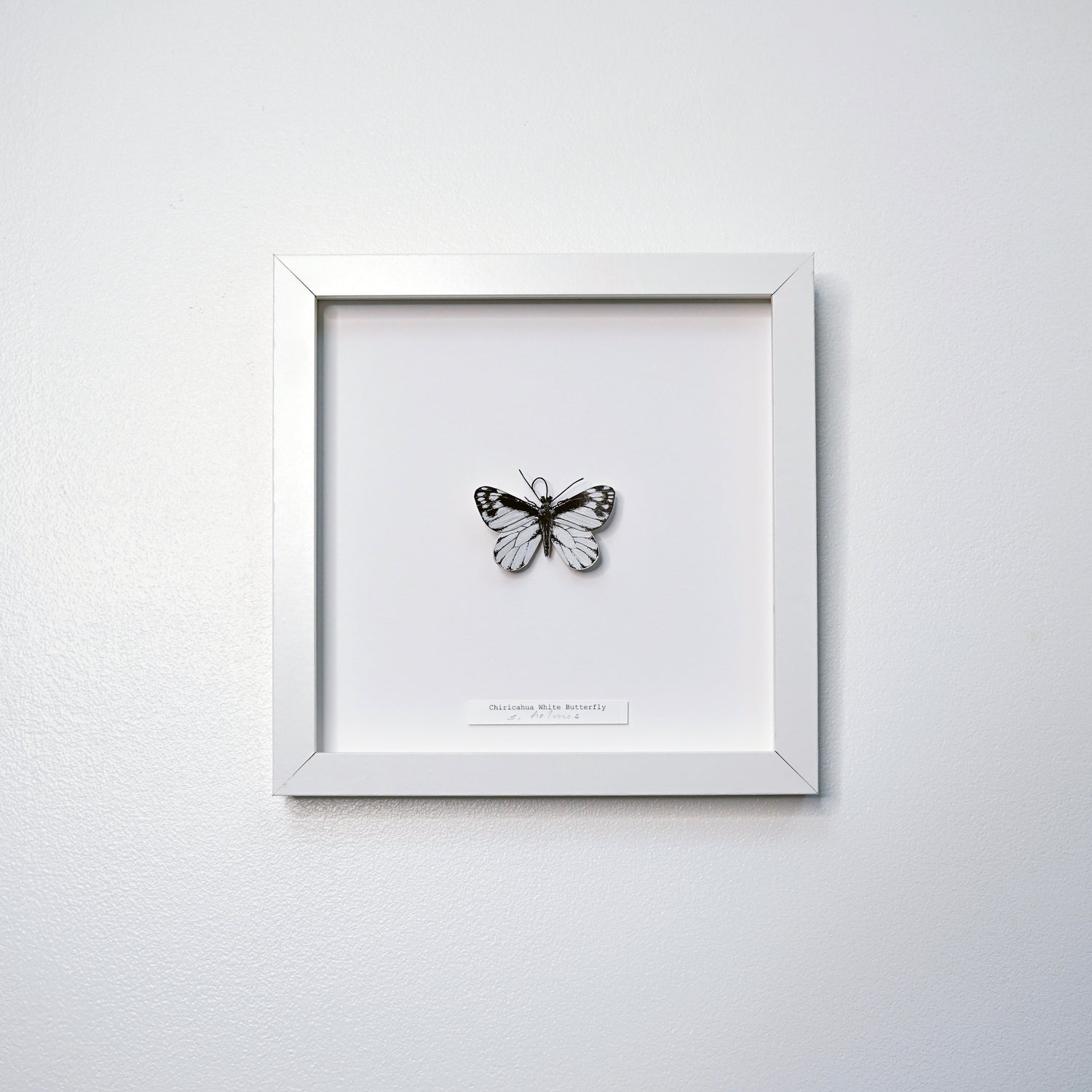 Framed artwork of a Chiricahua White Butterfly on a white wall.