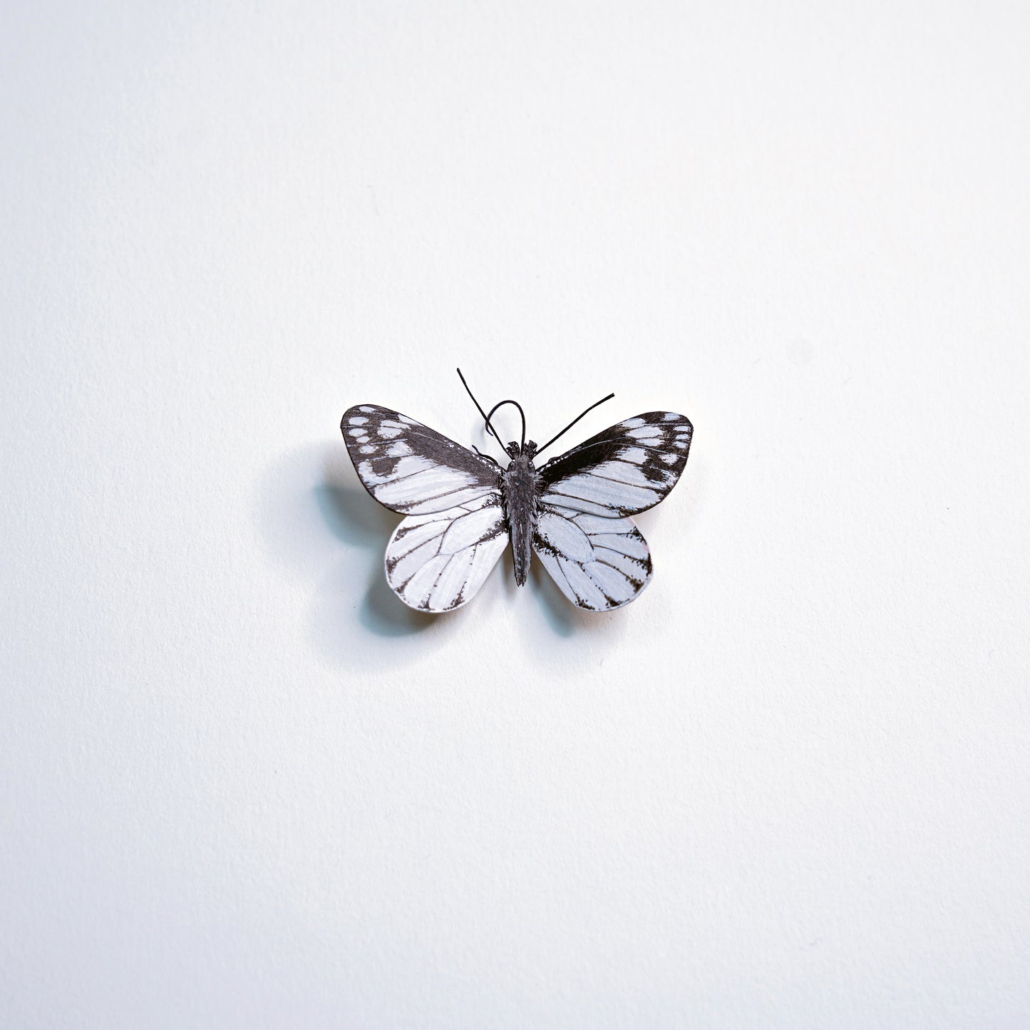  Chiricahua White Butterfly with white and black wings on a light gray background