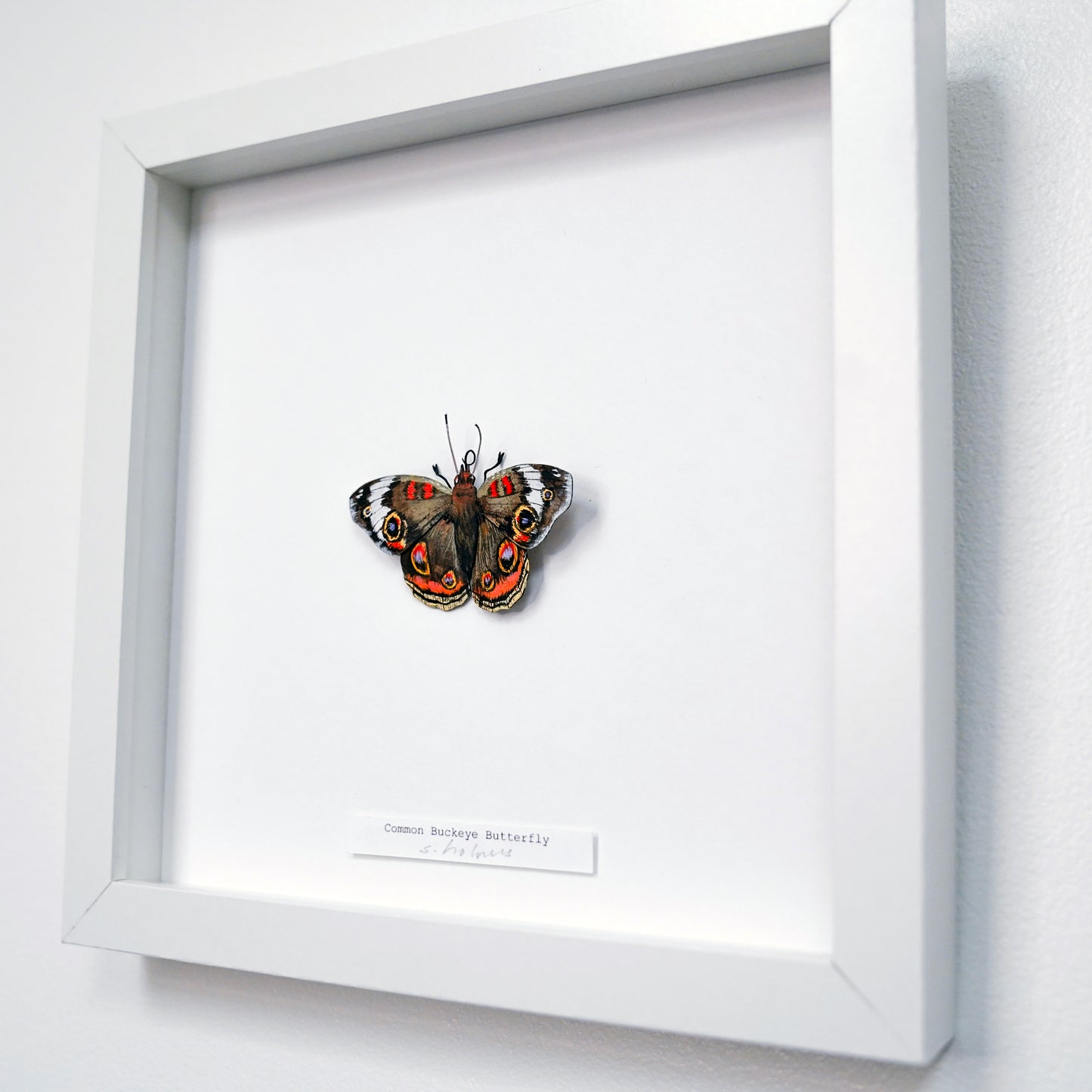 A framed butterfly art sculpture display mounted on a white wall. The is a Common Buckeye Butterfly with brown, black, and orange wings, set inside a large white shadow box with a small label at the bottom.
