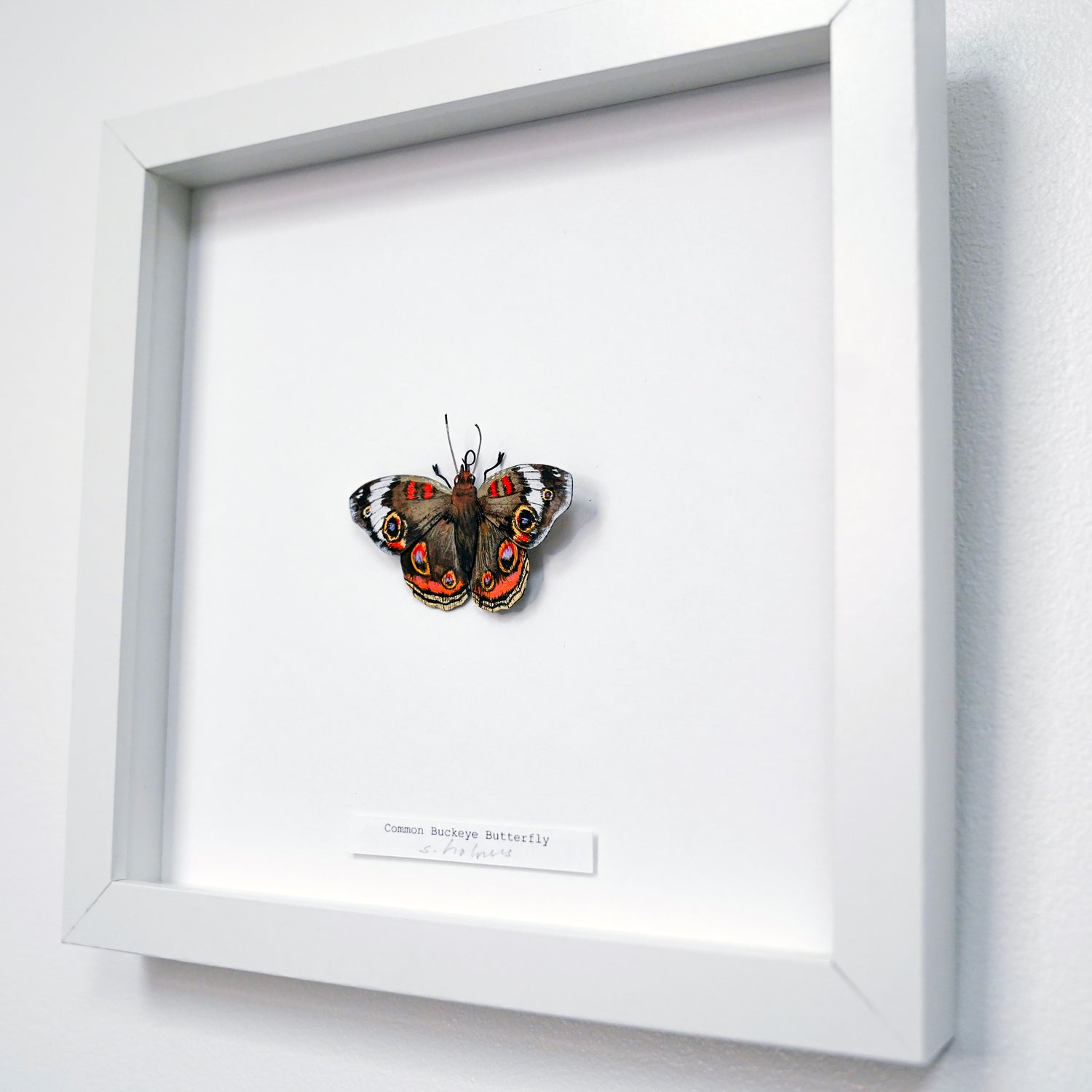 A framed butterfly art sculpture display mounted on a white wall. The is a Common Buckeye Butterfly with brown, black, and orange wings, set inside a large white shadow box with a small label at the bottom.