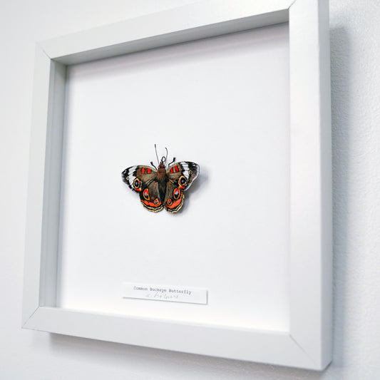 A framed butterfly art sculpture display mounted on a white wall. The is a Common Buckeye Butterfly with brown, black, and orange wings, set inside a large white shadow box with a small label at the bottom.