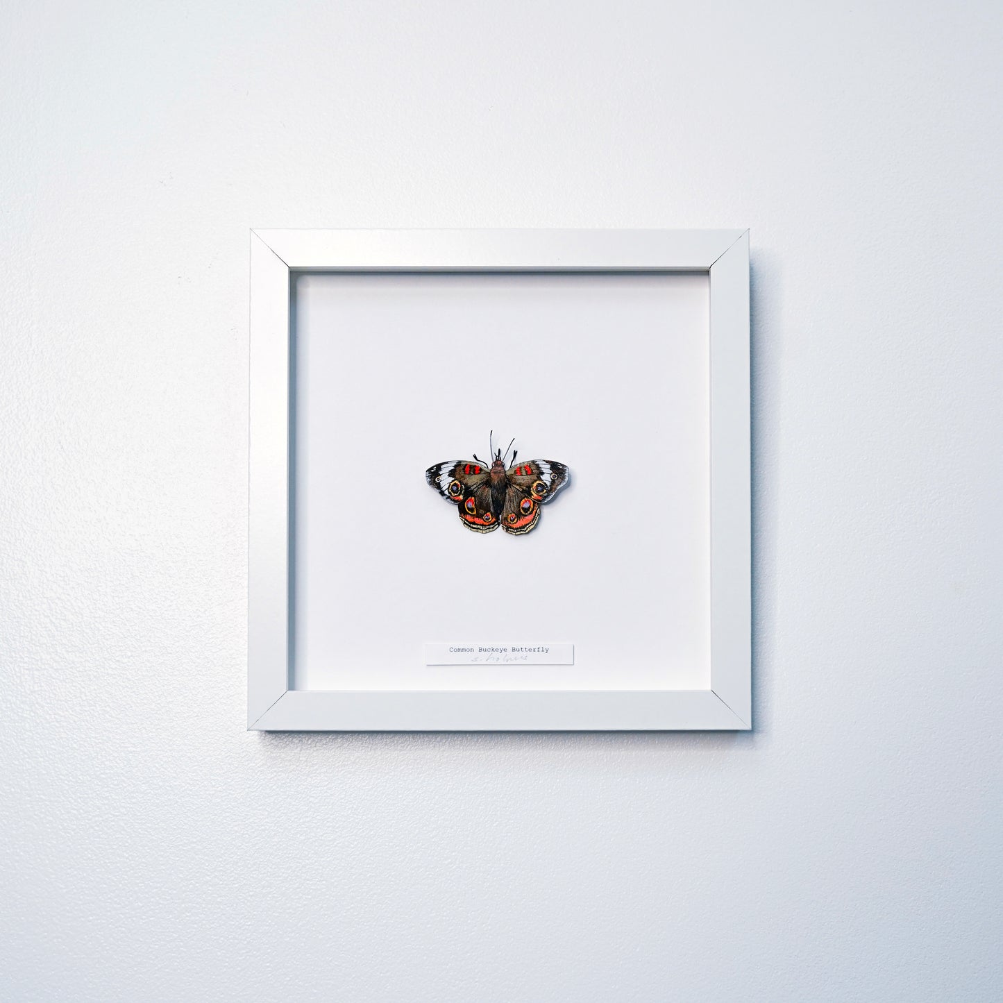 A framed butterfly art sculpture mounted on a white background inside a white square frame, hung on a light gray wall.