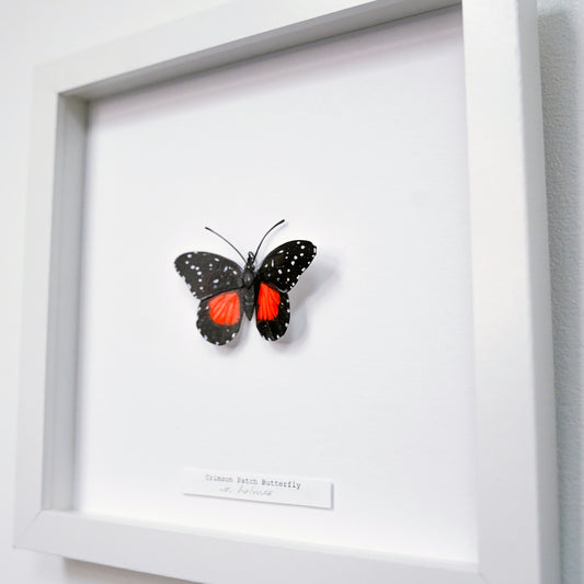 A framed butterfly art sculpture of a Crimson Patch Butterfly mounted on a white background inside a white shadow box frame, with a small label at the bottom.