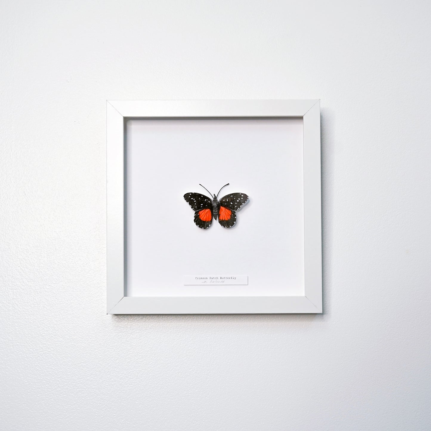 A framed butterfly art sculpture mounted on a white background, enclosed in a simple white square frame and hung on a light gray wall.