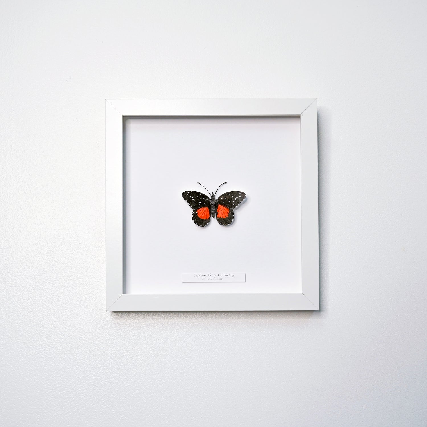 A framed butterfly art sculpture mounted on a white background, enclosed in a simple white square frame and hung on a light gray wall.