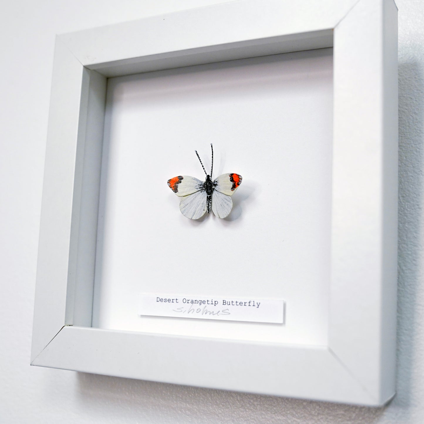 Framed desert orangetip butterfly on a white background