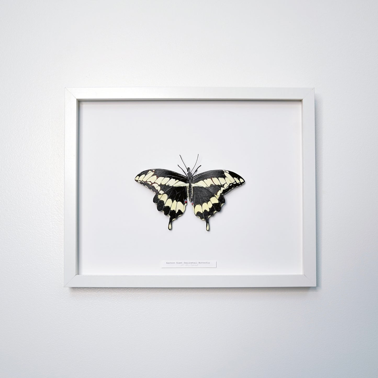Framed butterfly on a white background