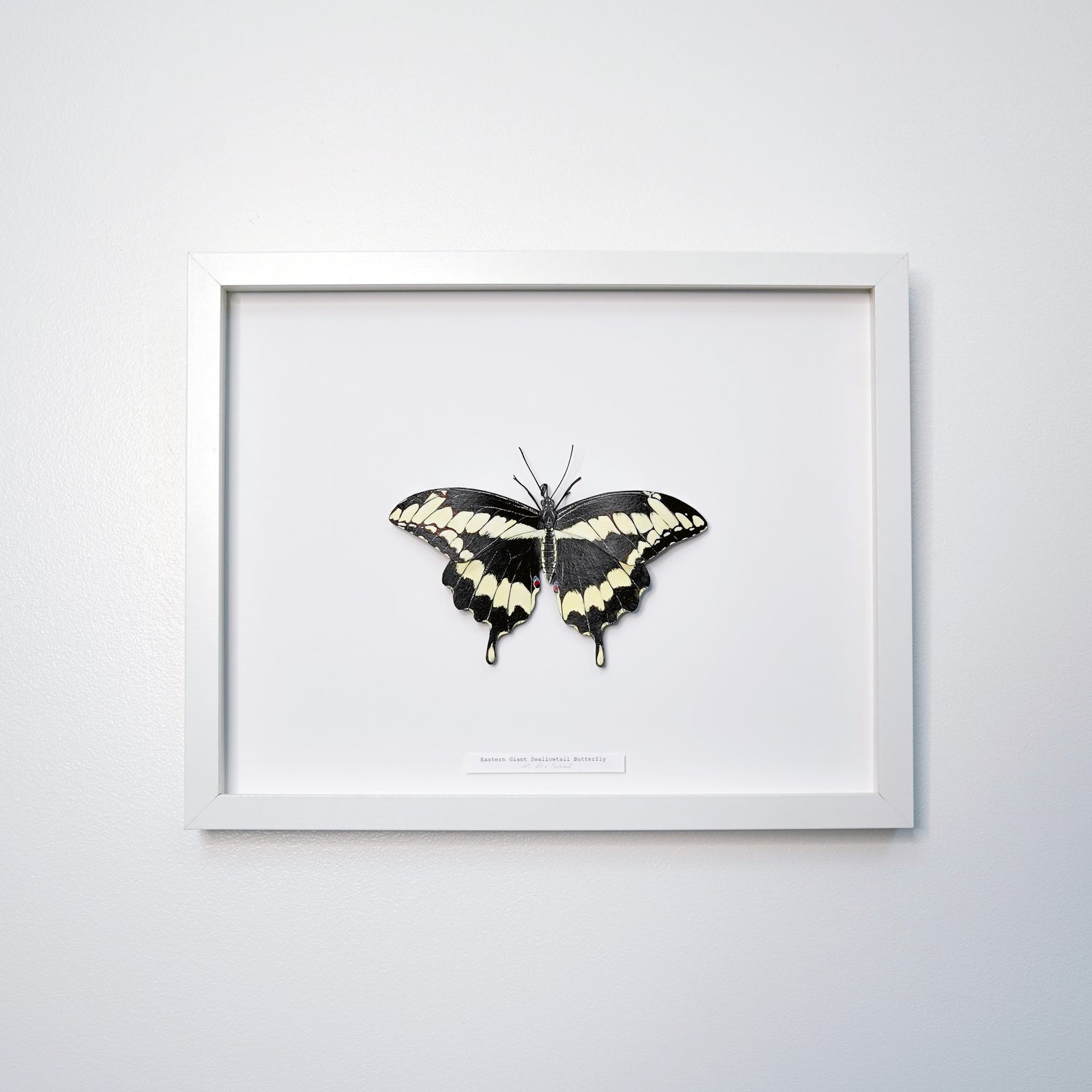 Framed butterfly on a white background