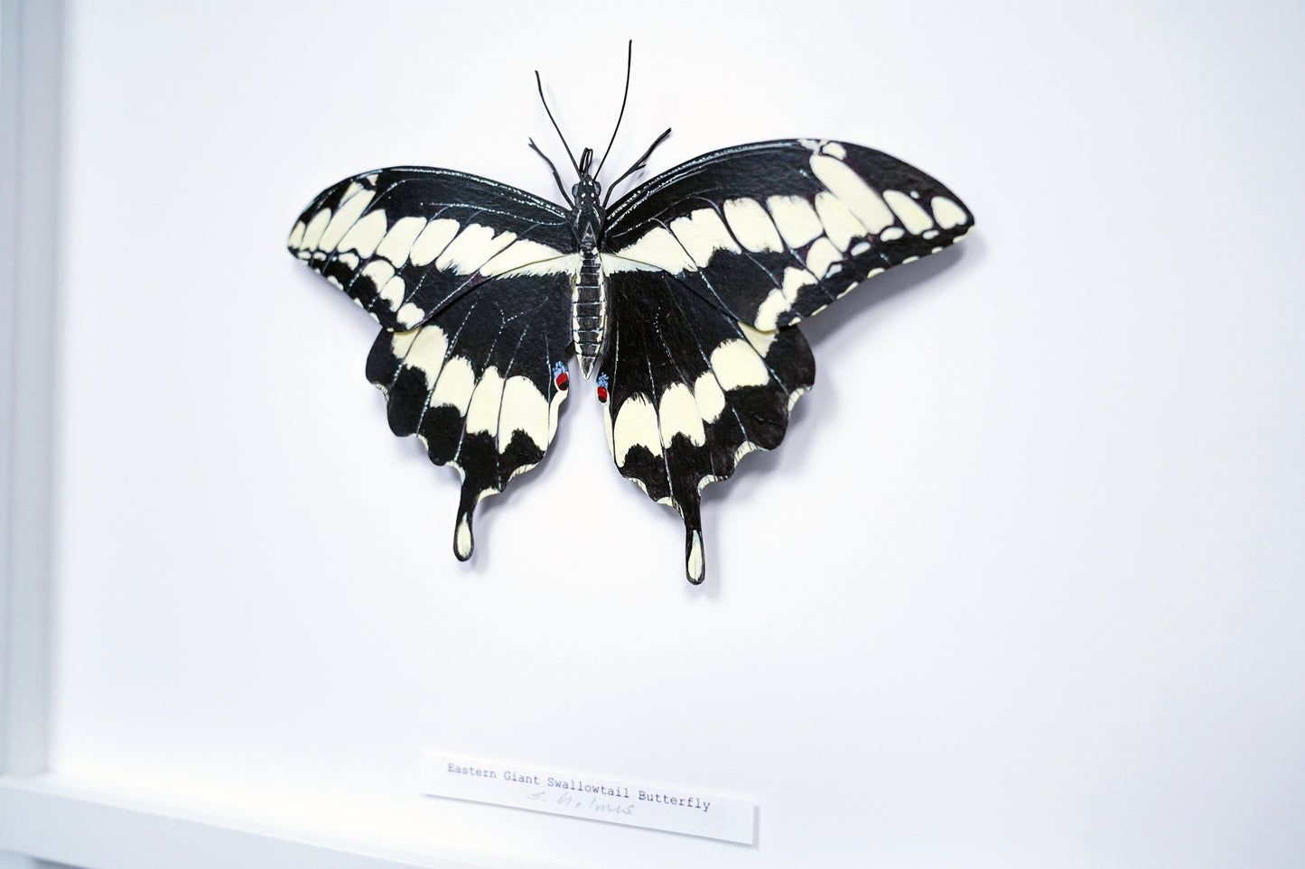 Butterfly with black and white wings on a white background