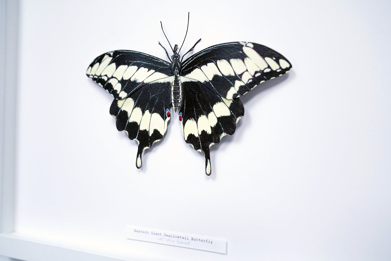 Butterfly with black and white wings on a white background