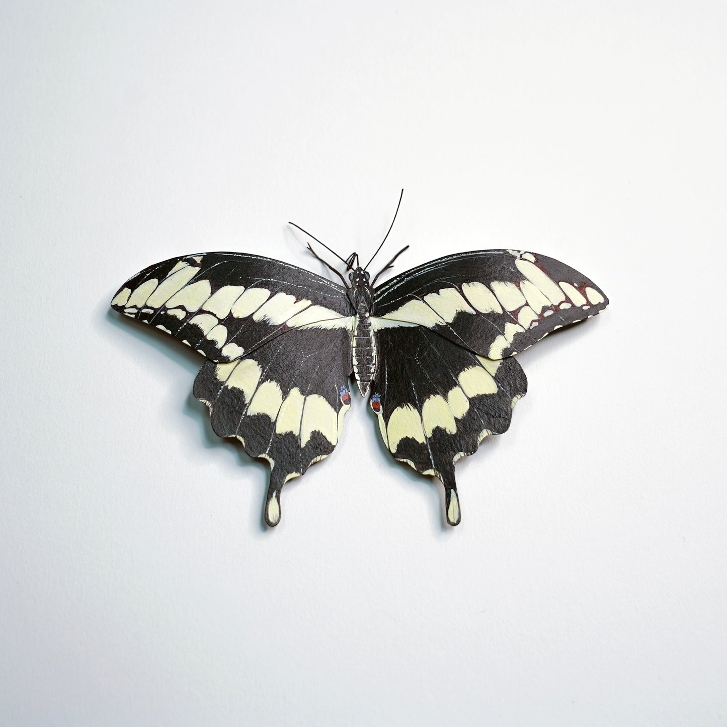 Butterfly with black and white wings on a light gray background