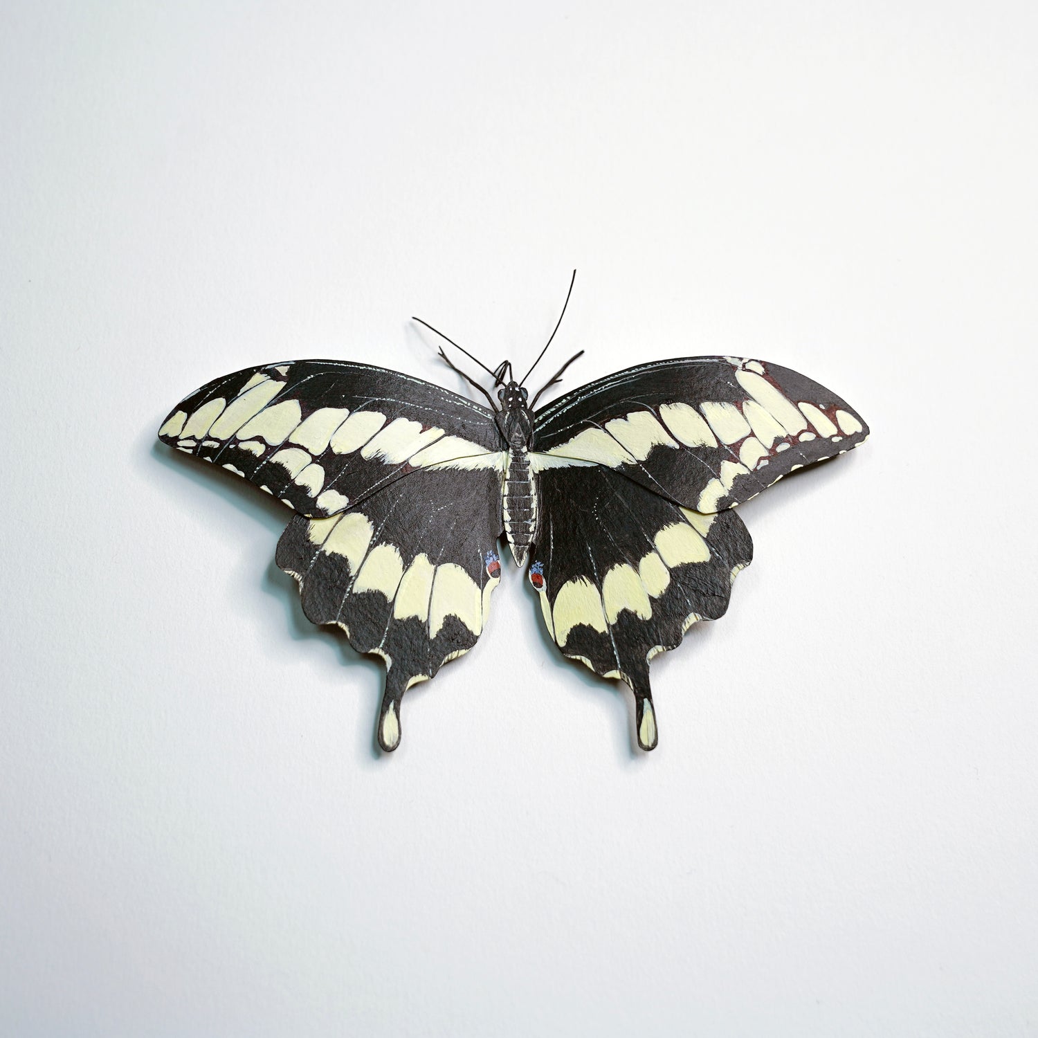 Butterfly with black and white wings on a light gray background