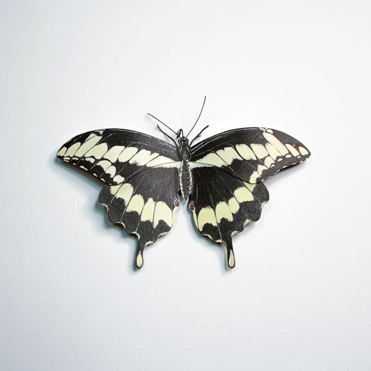Butterfly with black and white wings on a light gray background