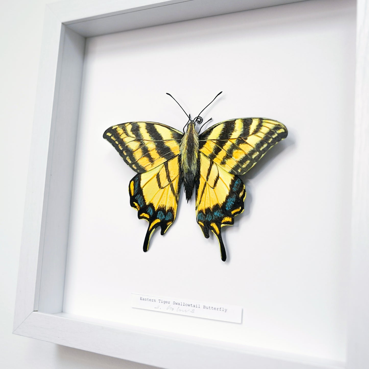 A framed butterfly art sculpture, specifically a Eastern Tiger Swallowtail Butterfly, mounted on a white backing inside a white shadow box frame.