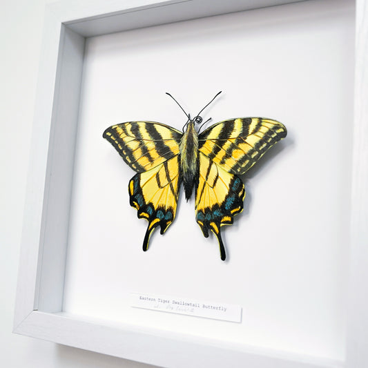 A framed butterfly art sculpture, specifically a Eastern Tiger Swallowtail Butterfly, mounted on a white backing inside a white shadow box frame.