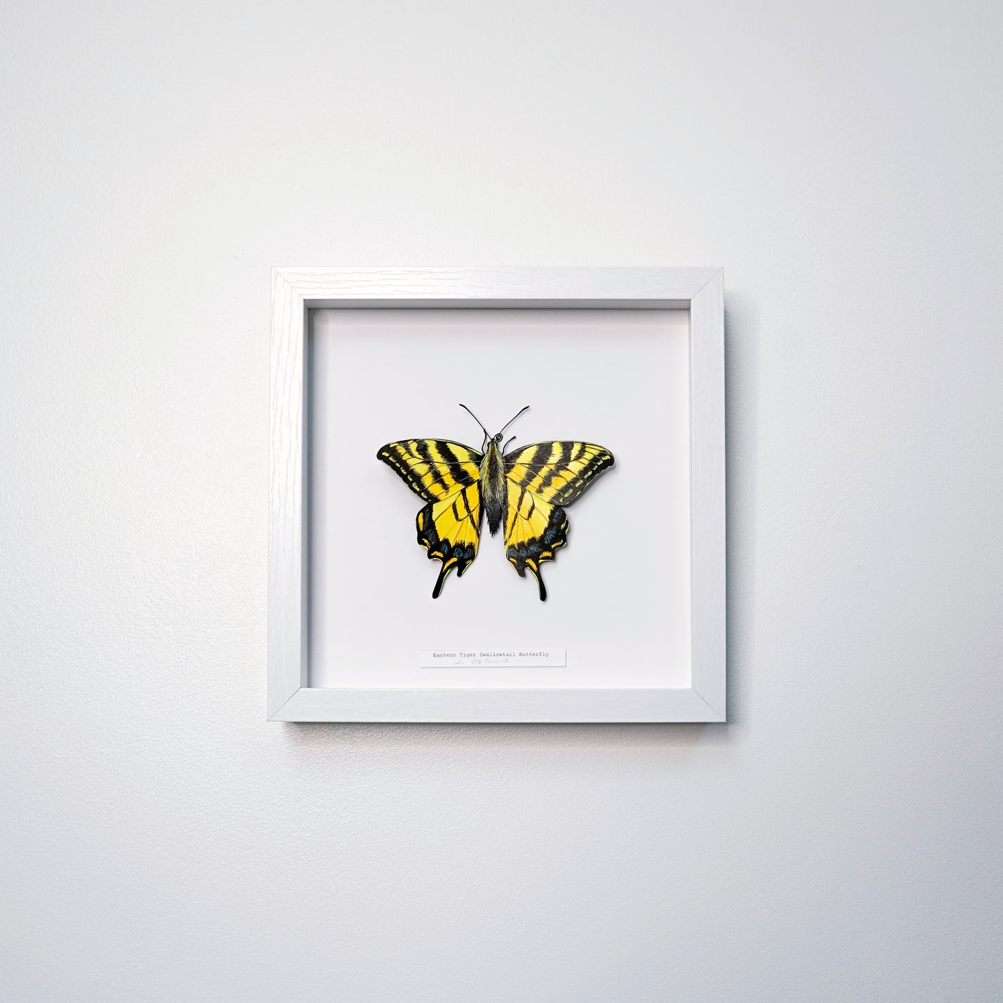 A framed butterfly art sculpture mounted on a white mat inside a white square frame, hung on a light gray wall.