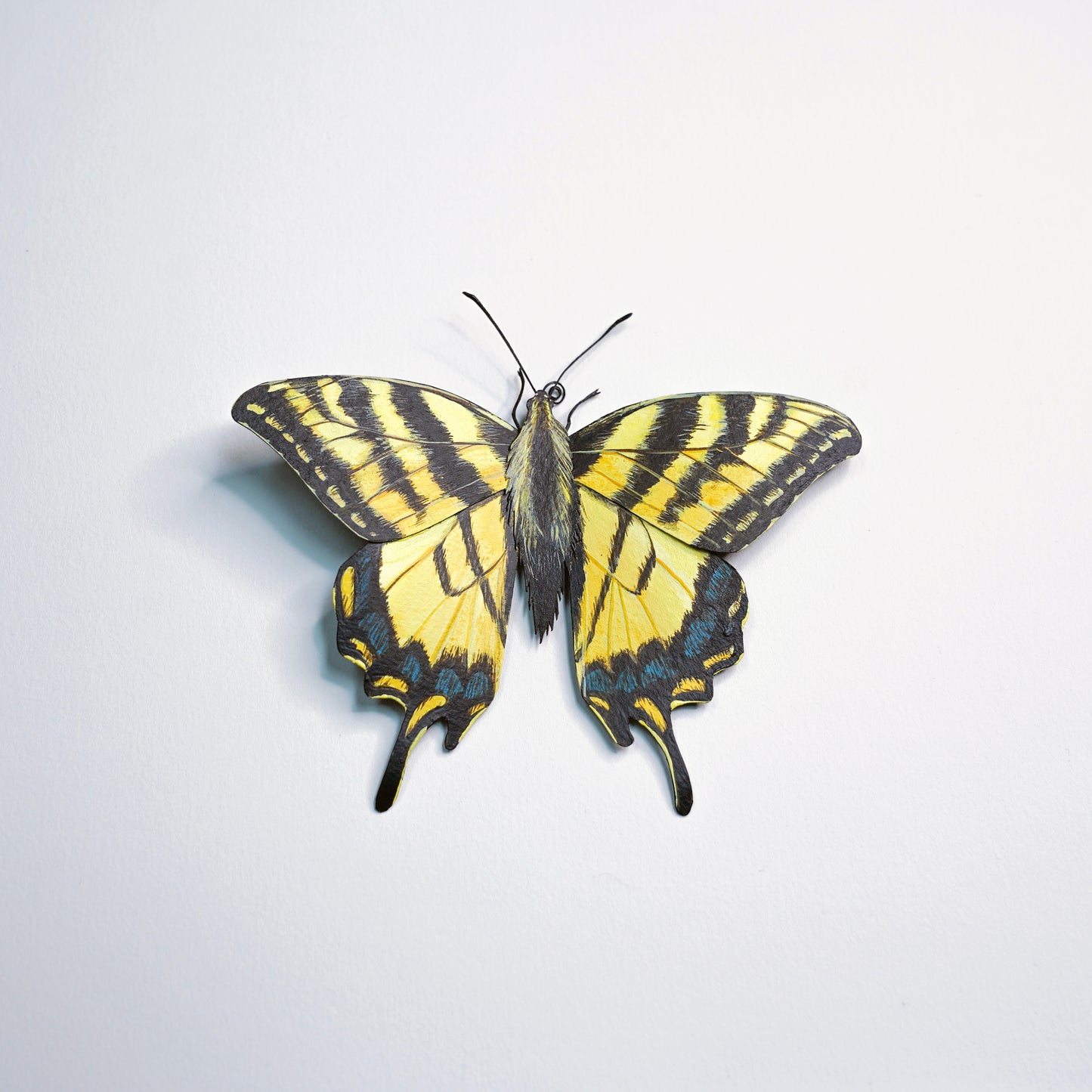 A realistic yellow and black swallowtail butterfly mounted on a plain white background.