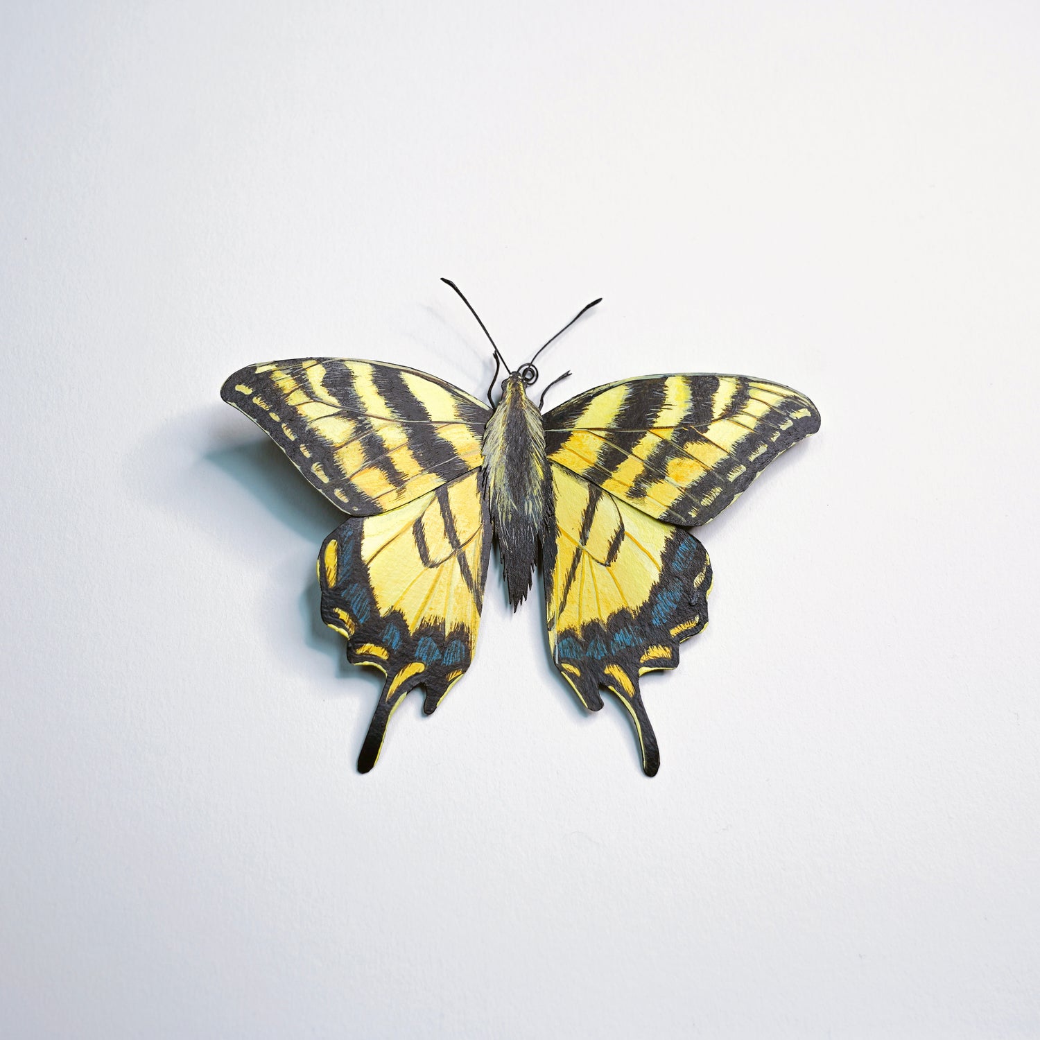 A realistic yellow and black swallowtail butterfly mounted on a plain white background.