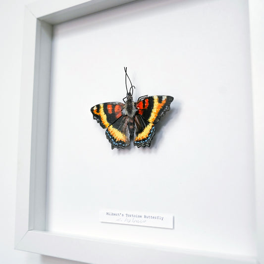 A mounted butterfly art sculpture in a white shadow box frame, with a small handwritten label below. The butterfly has dark wings with bright orange, yellow, and blue accents.