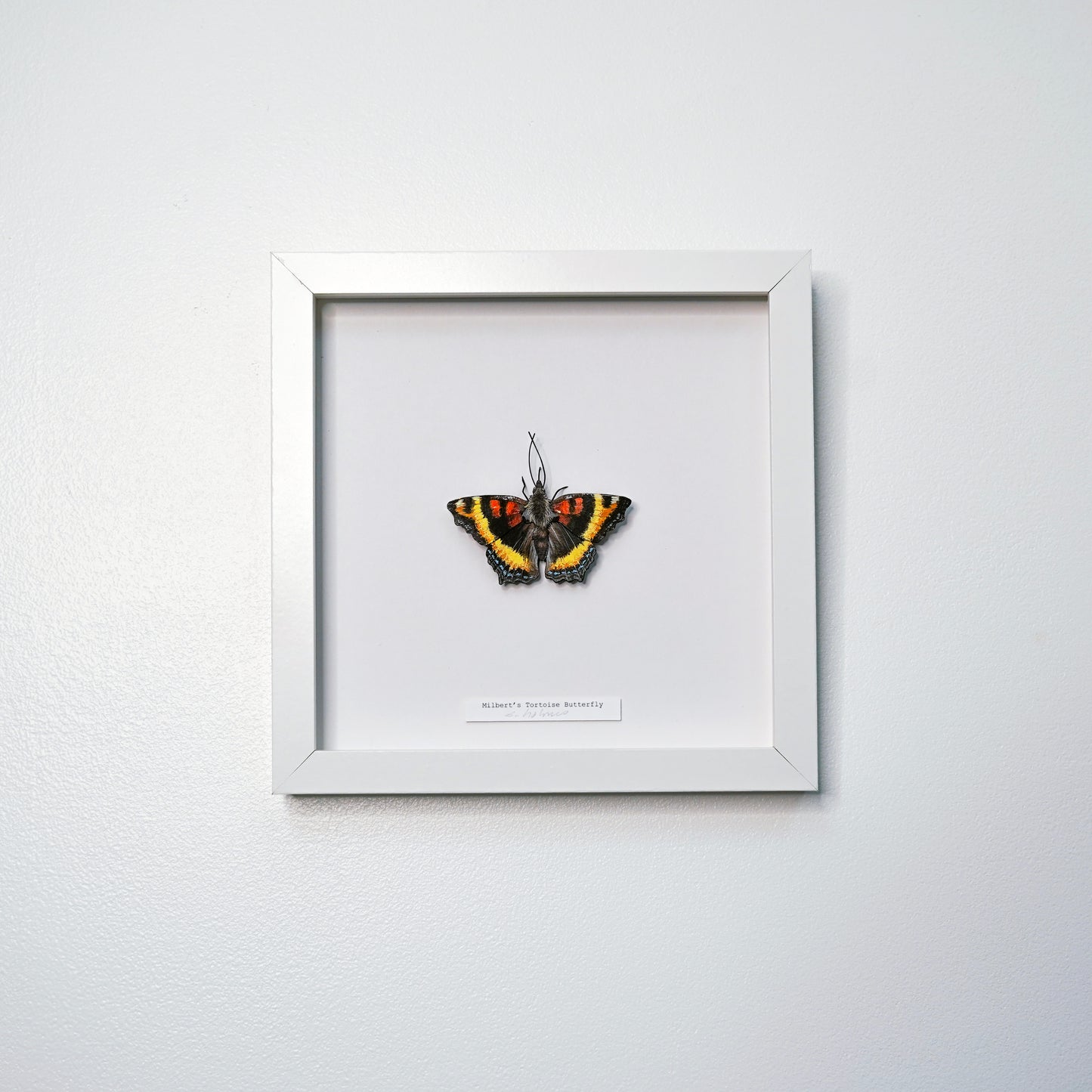 A framed butterfly art sculpture mounted on a white background, enclosed in a square white frame and hung on a light gray wall.