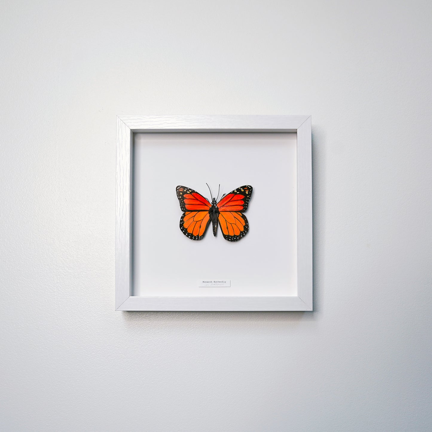 A framed butterfly art sculpture, a  Monarch Butterfly no.12 with vibrant orange and black wings, displayed in a white square shadowbox frame on a clean white wall.