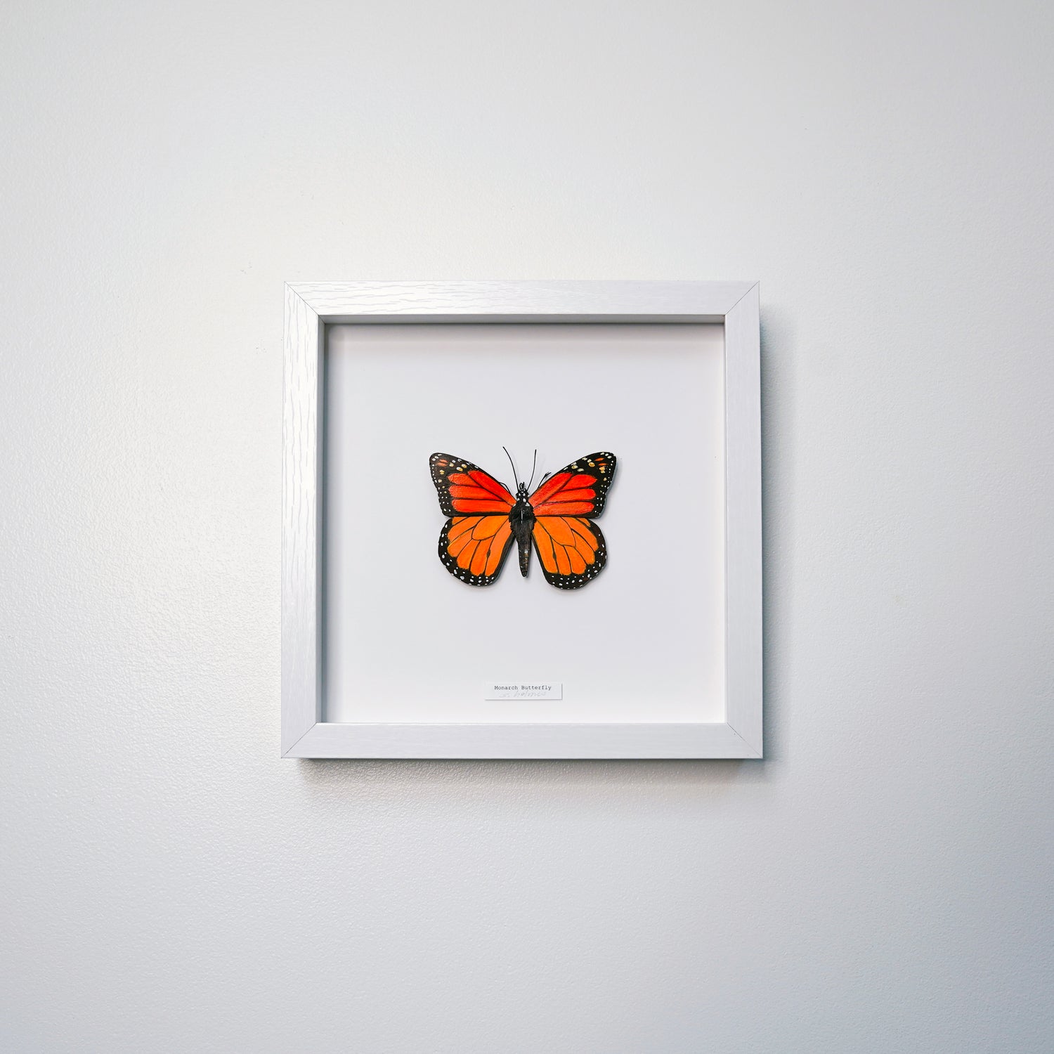 A framed butterfly art sculpture, a  Monarch Butterfly no.12 with vibrant orange and black wings, displayed in a white square shadowbox frame on a clean white wall.
