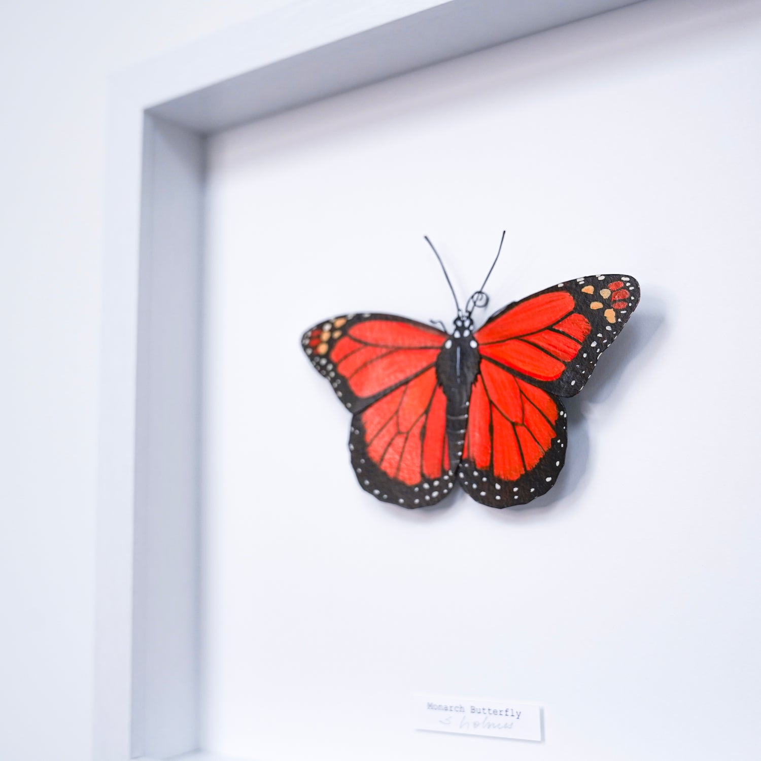 Framed  Monarch Butterfly on a white background