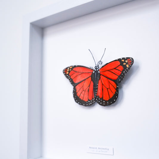 Framed  Monarch Butterfly on a white background