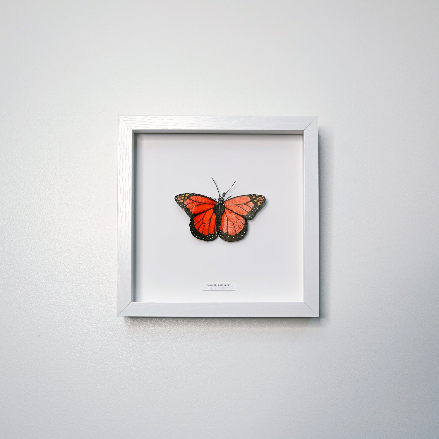 Framed Monarch Butterfly on a light gray background