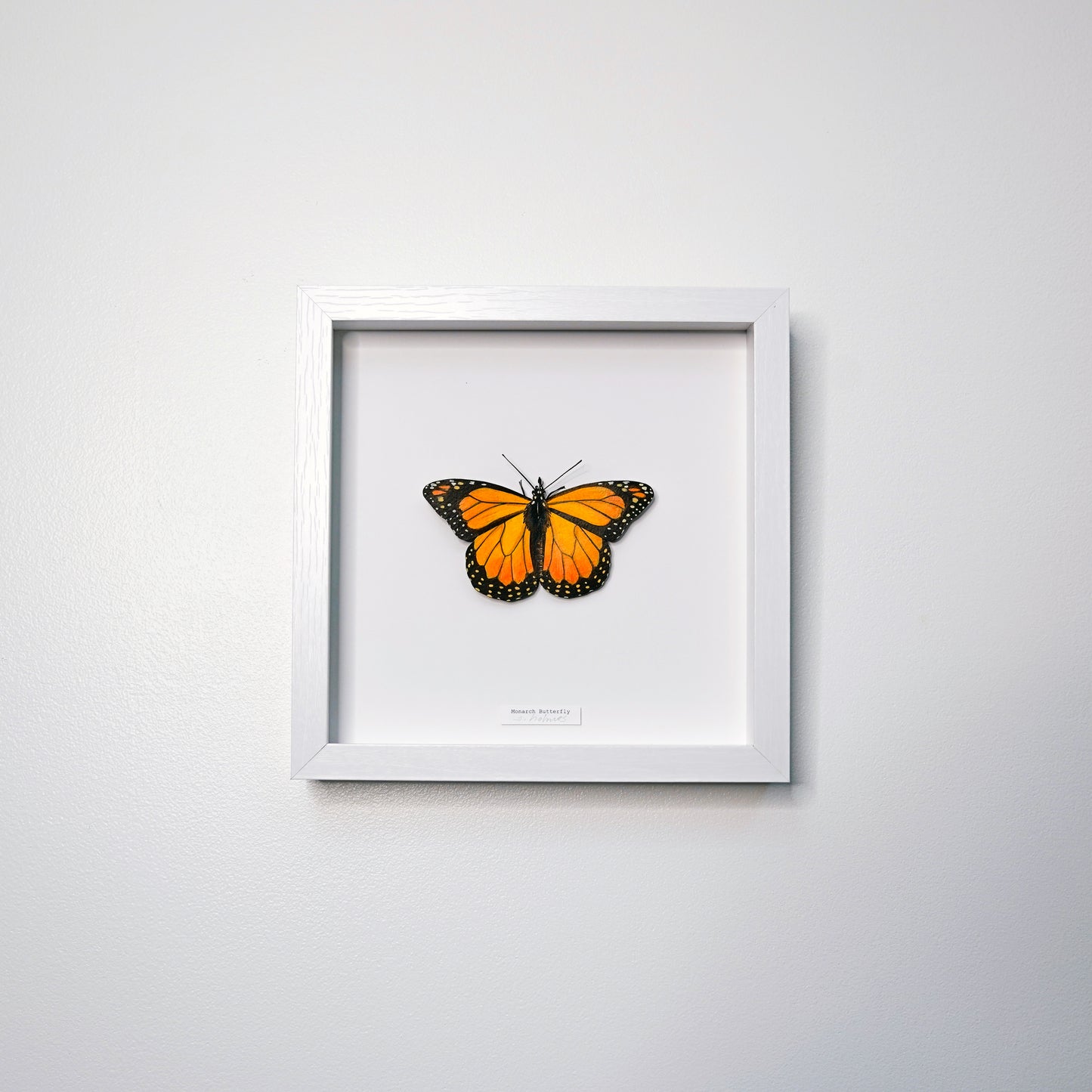 A framed butterfly art sculpture, a monarch butterfly, with vibrant orange and black wings, mounted inside a white square frame and hung on a light gray wall.