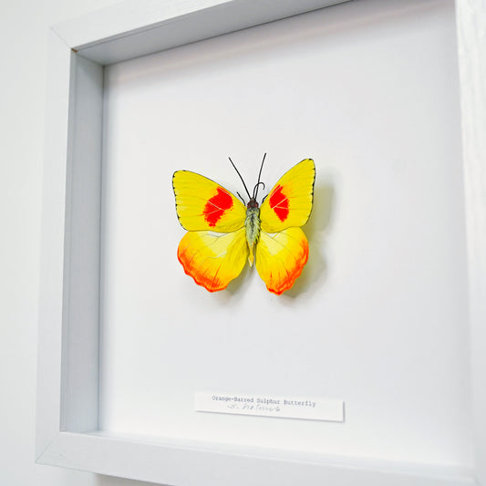 A framed butterfly art sculpture of an orange-barred sulphur butterfly mounted on a white backing inside a white square frame, with a small label at the bottom.