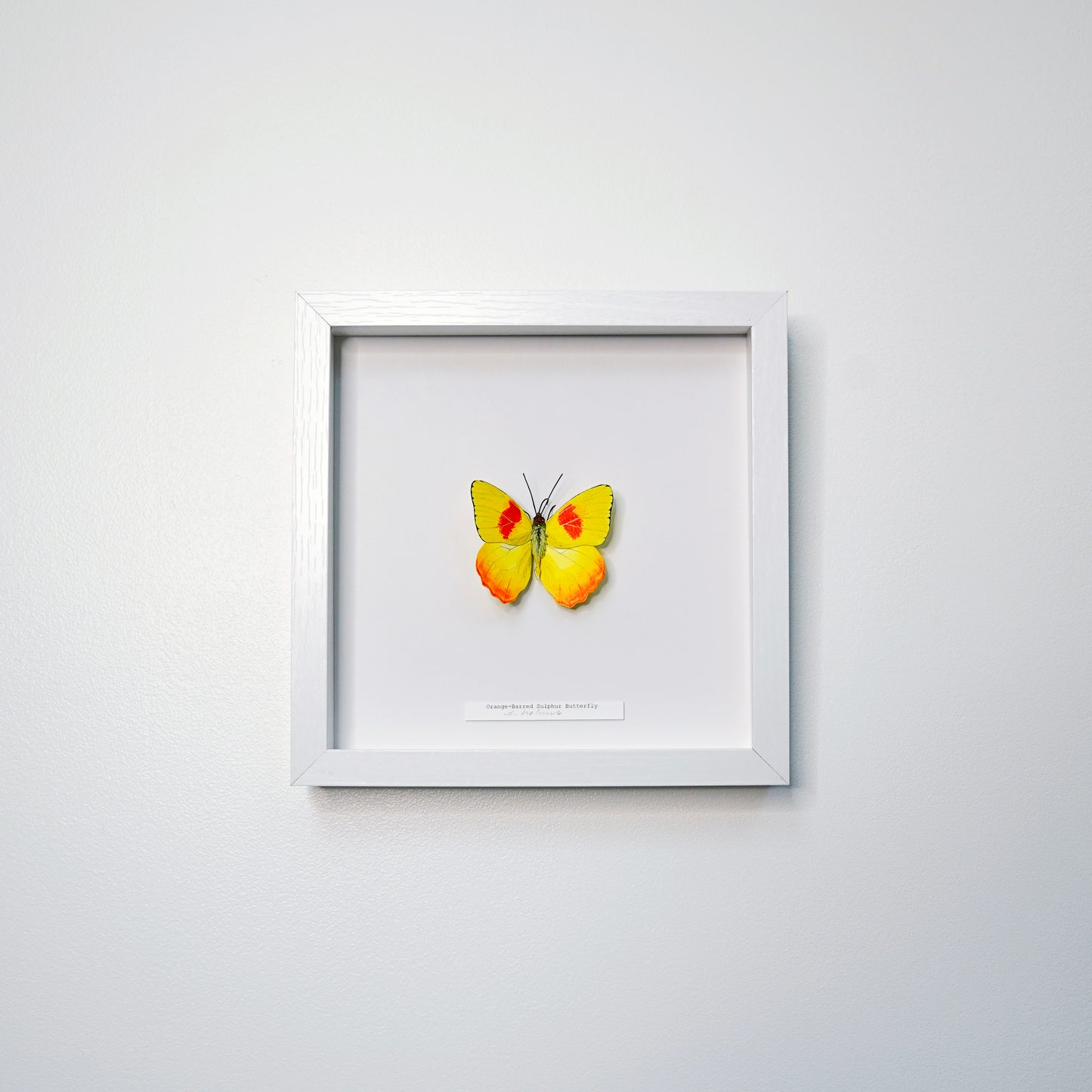 A framed butterfly art sculpture mounted on a white background inside a white square frame, hung on a light gray wall.