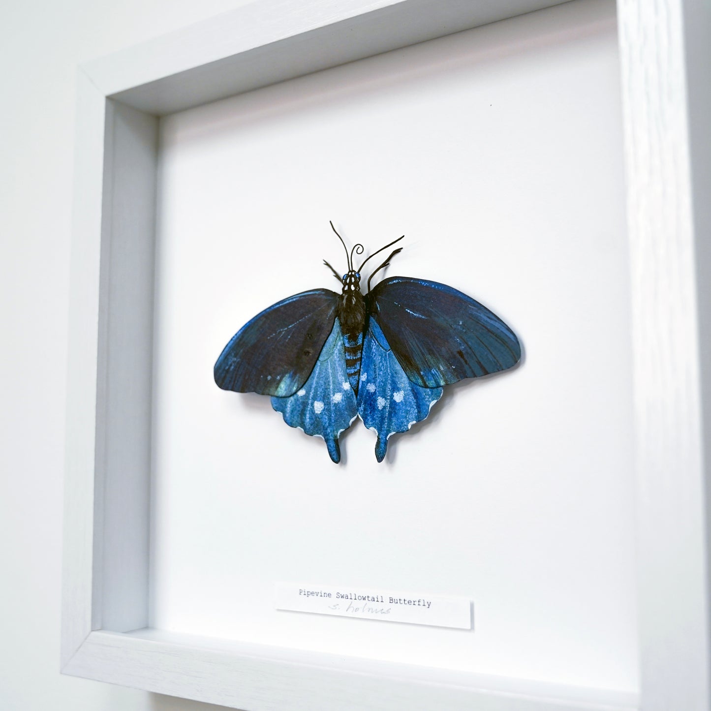 A framed butterfly wall art piece featuring a preserved blue and black butterfly mounted inside a white shadow box frame with a small label at the bottom.