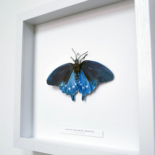 A framed butterfly wall art piece featuring a preserved blue and black butterfly mounted inside a white shadow box frame with a small label at the bottom.
