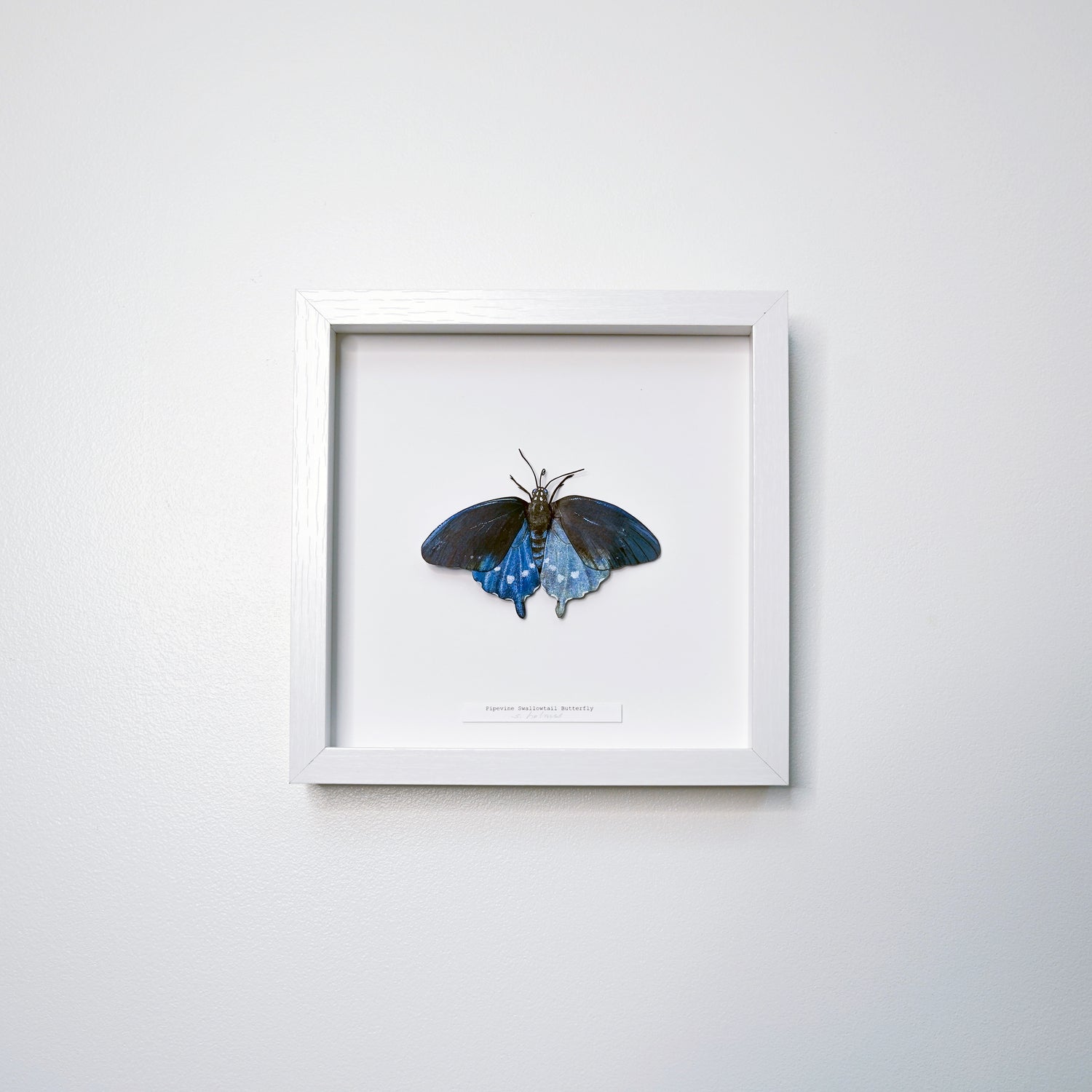 A framed sculpture of a Pipevine Swallowtail Butterfly mounted on a white backing inside a white square frame, hung on a light gray wall.