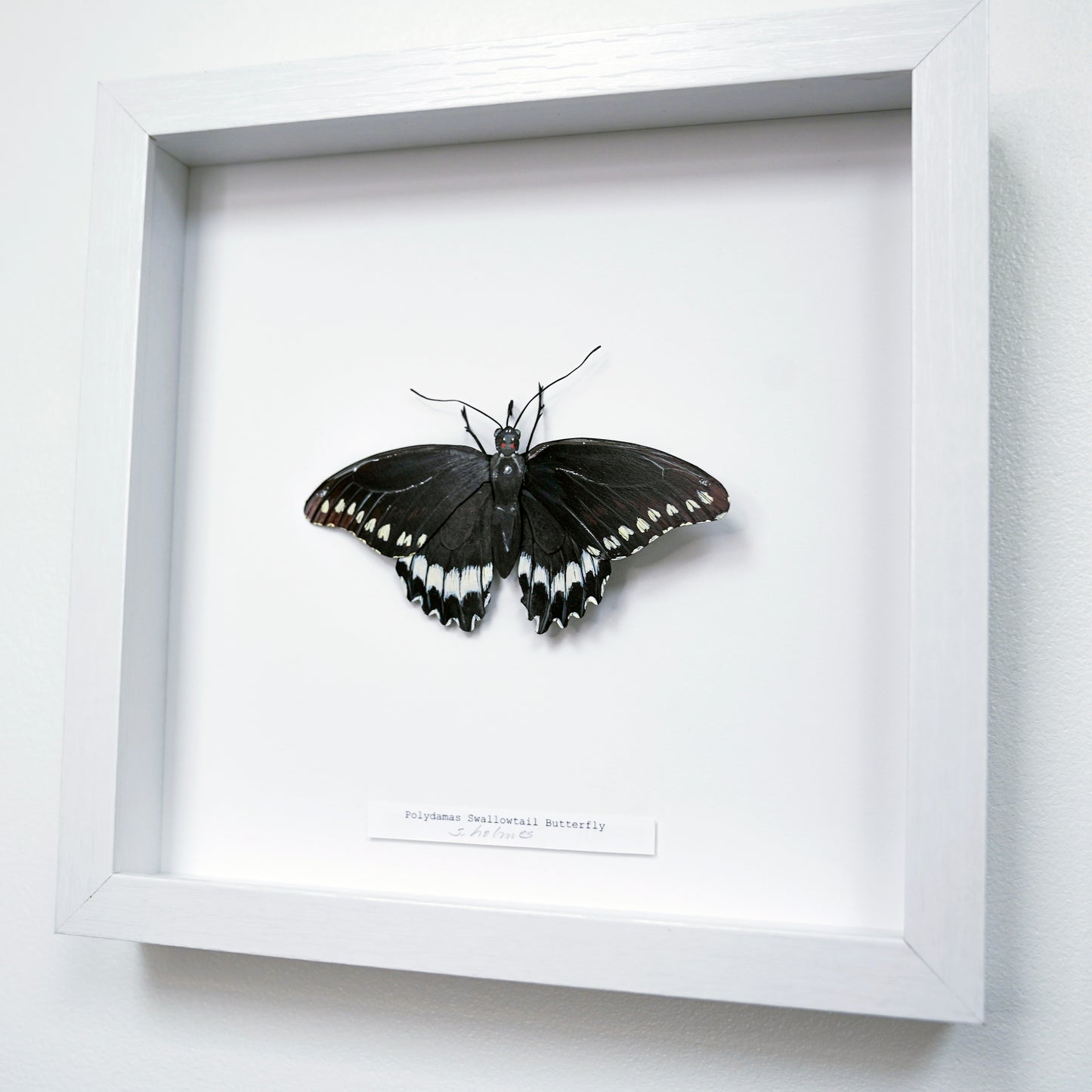 A framed  Polydamas Swallowtail Butterfly sculpture mounted on a white backing inside a white shadow box frame, photographed against a light wall.