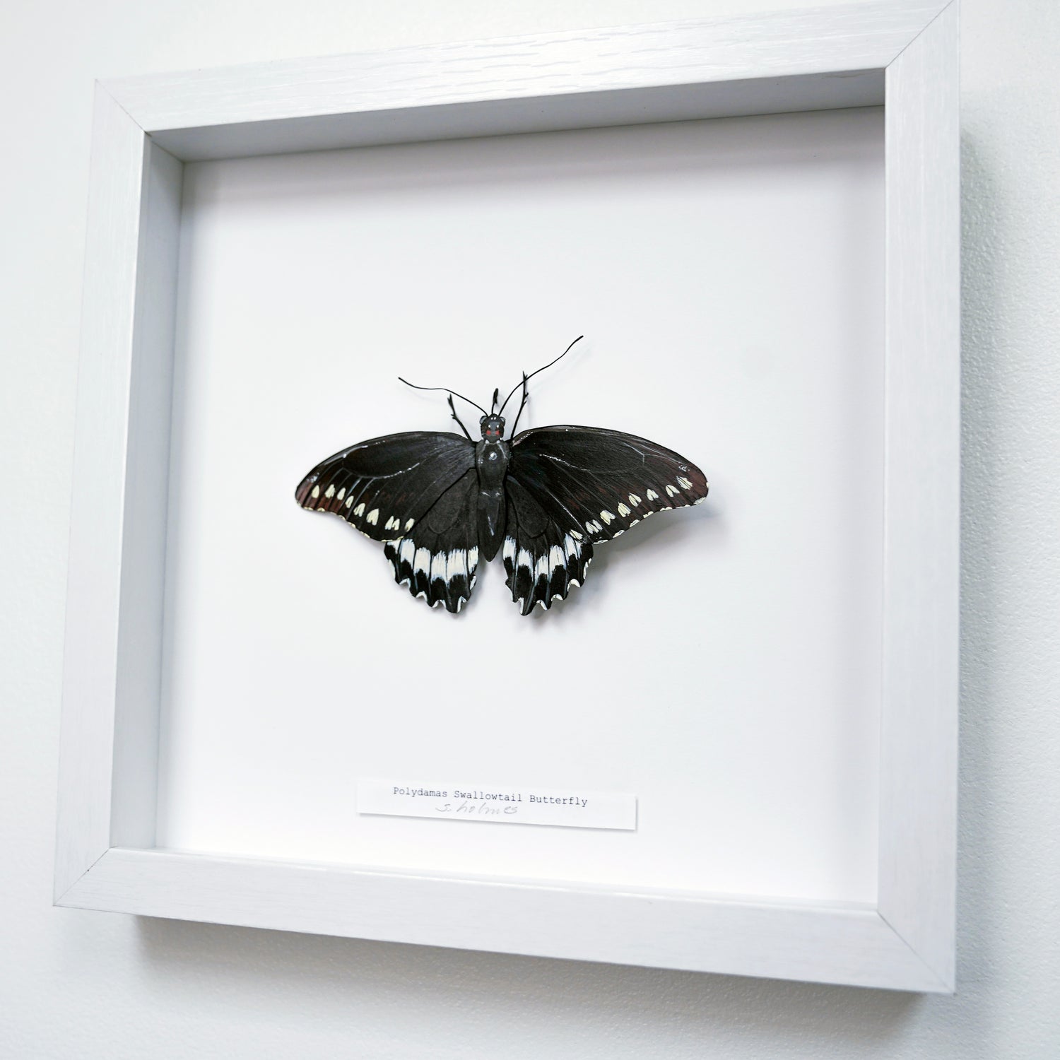 A framed  Polydamas Swallowtail Butterfly sculpture mounted on a white backing inside a white shadow box frame, photographed against a light wall.