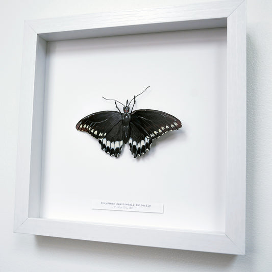 A framed  Polydamas Swallowtail Butterfly sculpture mounted on a white backing inside a white shadow box frame, photographed against a light wall.