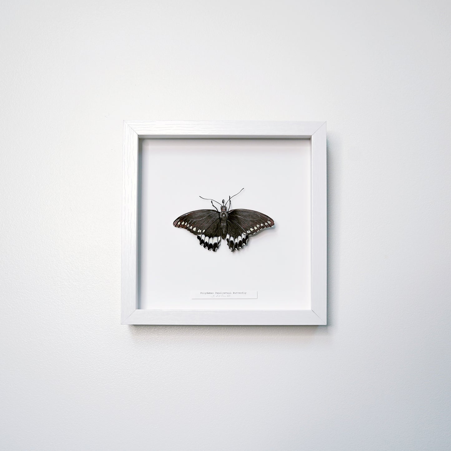 A framed butterfly art sculpture mounted on a white background, enclosed in a simple white square frame and hung on a light gray wall.