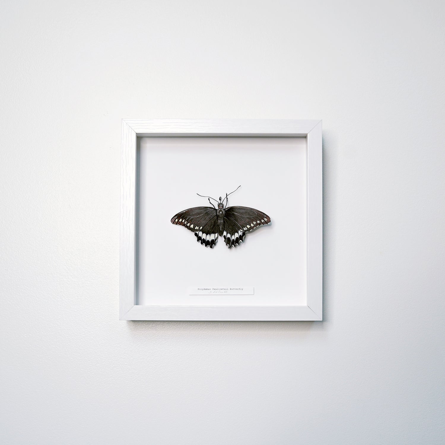 A framed butterfly art sculpture mounted on a white background, enclosed in a simple white square frame and hung on a light gray wall.