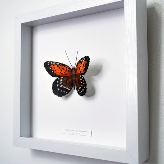 A framed butterfly art sculpture mounted on a white backing inside a white shadow box frame, photographed against a light wall.