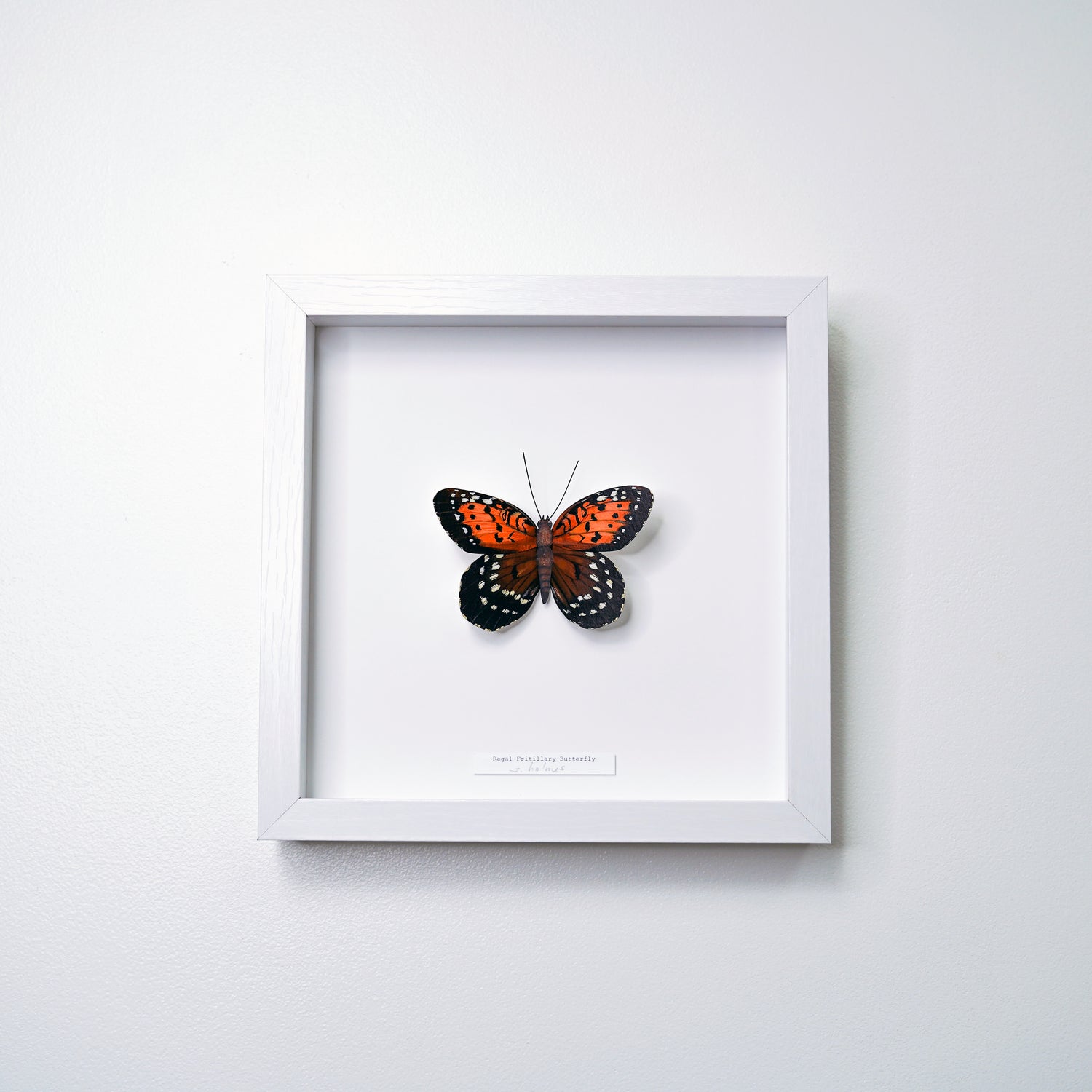A framed butterfly art sculpture mounted on a white backing inside a white square frame, hung on a light gray wall.