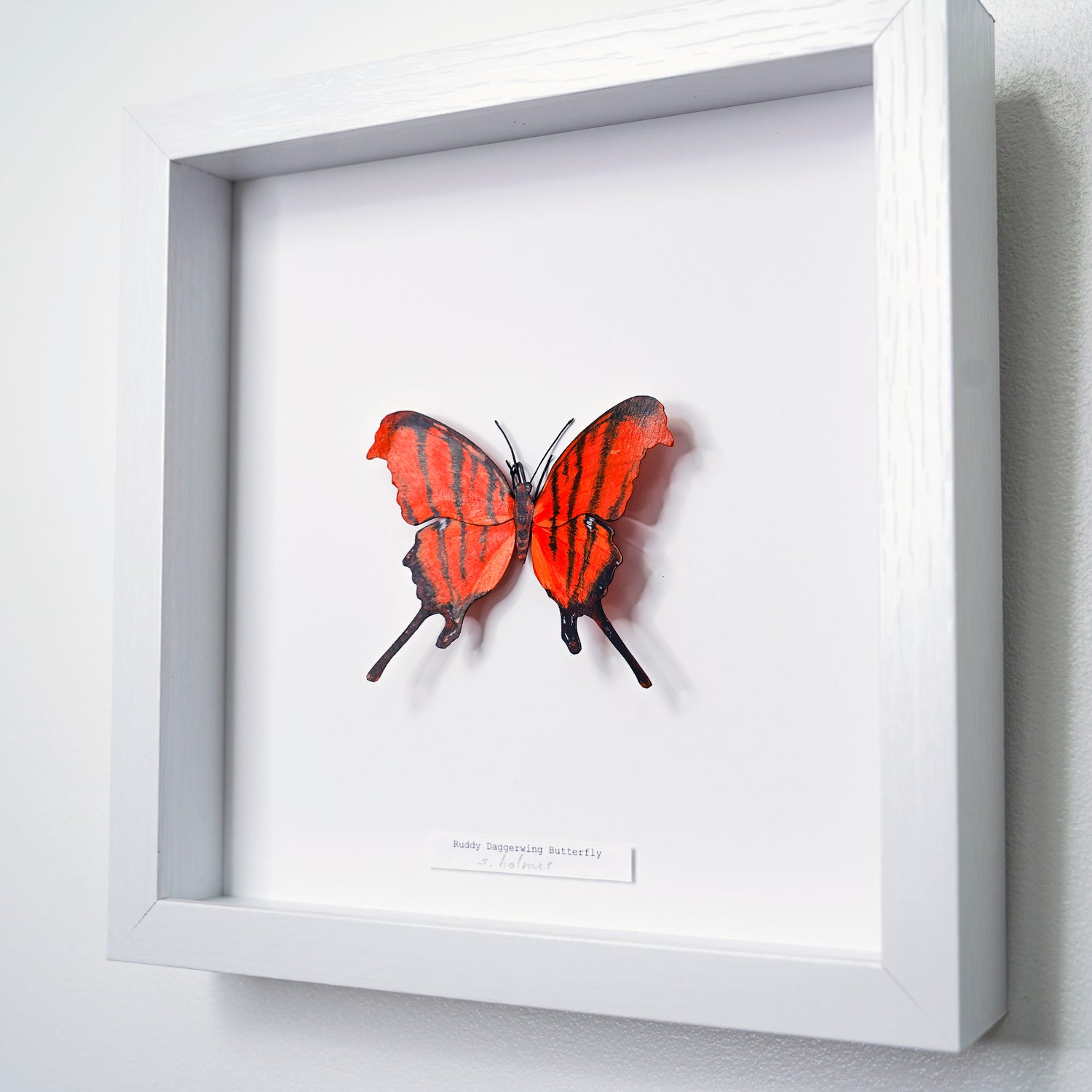 A framed butterfly art sculpture display mounted on a white backing inside a white square frame, photographed against a light gray wall. The butterfly has bright orange-red wings with black striping, and a small label is attached near the bottom.