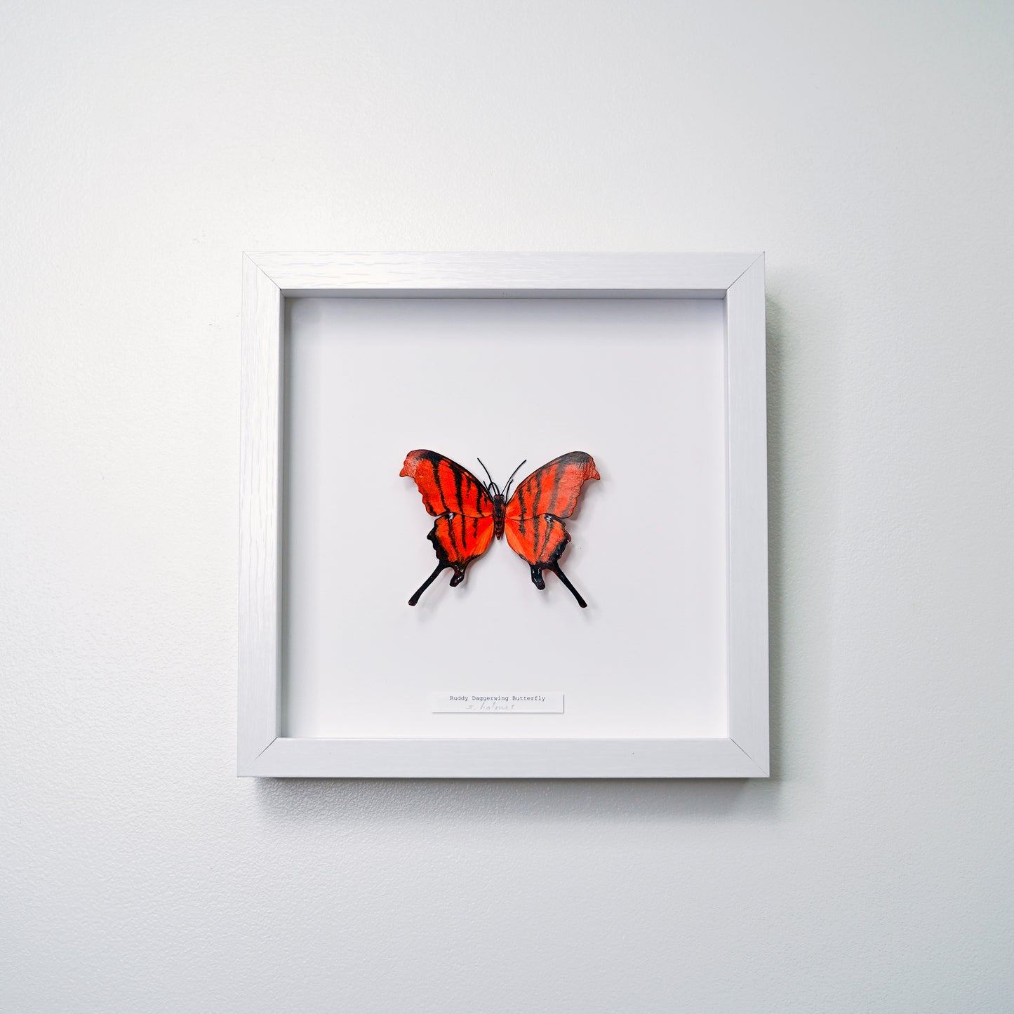 A framed butterfly art sculpture with vibrant orange-red and black wings, mounted inside a white square shadow box and hung on a light gray wall.