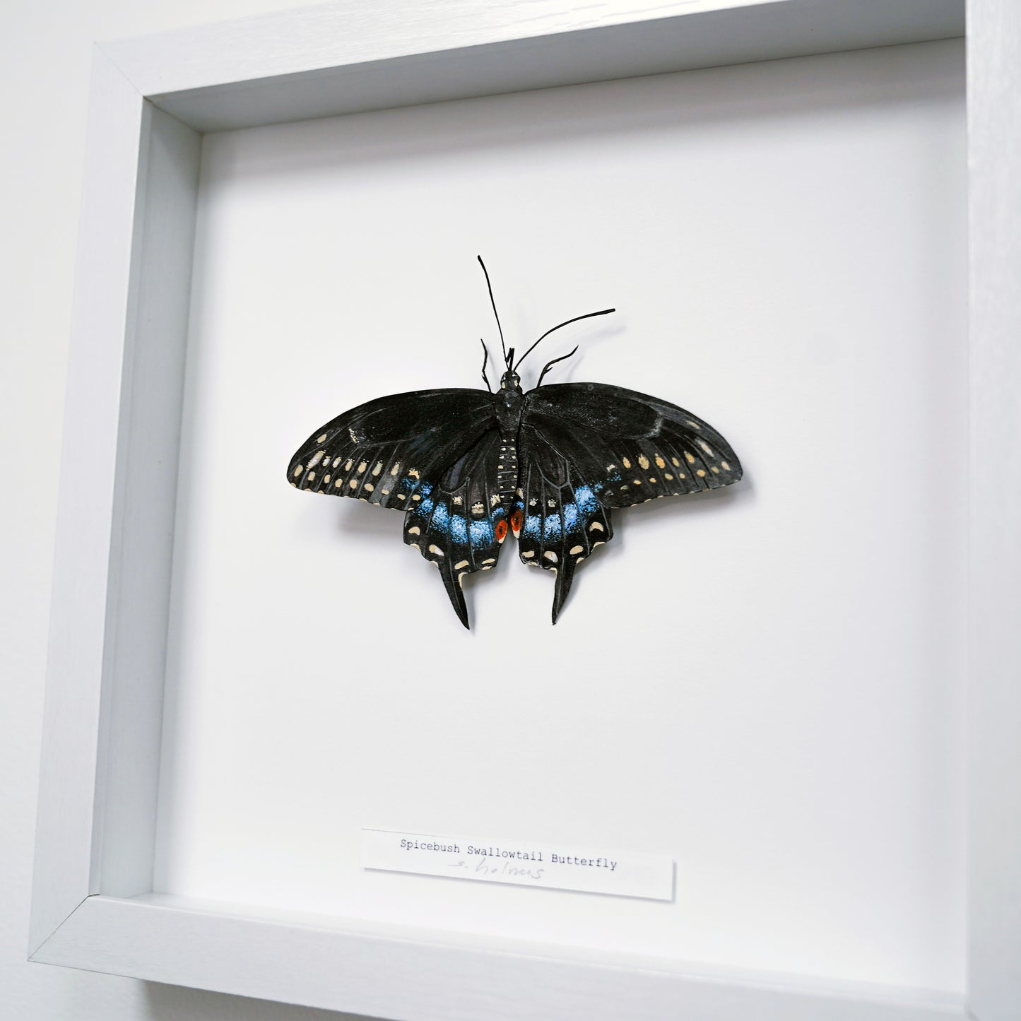 A mounted butterfly art sculpture displayed inside a white shadow box frame, with a small handwritten label below the specimen.