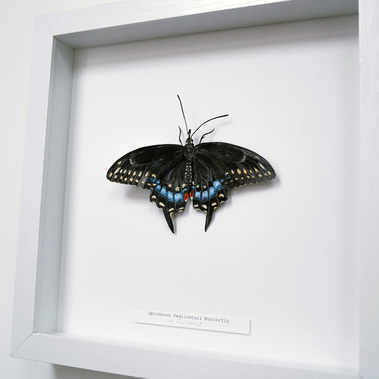 A mounted butterfly art sculpture displayed inside a white shadow box frame, with a small handwritten label below the specimen.