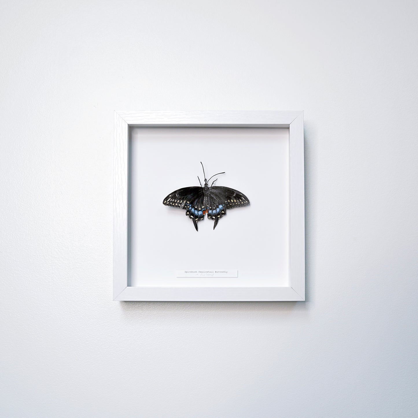 A framed butterfly art sculpture mounted on a white background inside a square white frame, hung on a light gray wall.