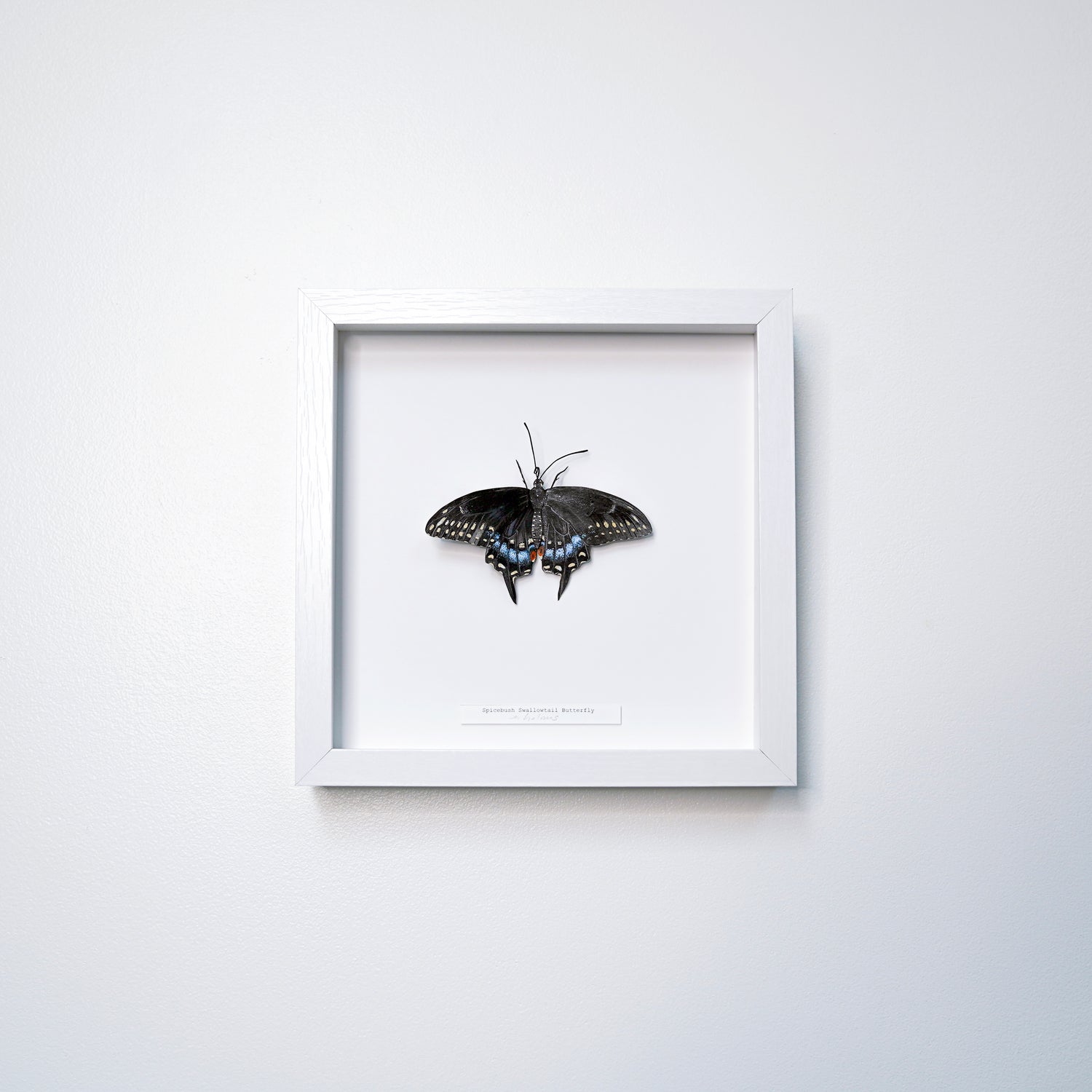 A framed butterfly art sculpture mounted on a white background inside a square white frame, hung on a light gray wall.