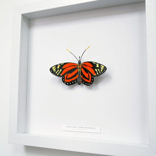 A framed butterfly art sculpture of a Tiger Mimic Queen Butterfly mounted on a white backing inside a white shadow box frame, with a small label at the bottom.